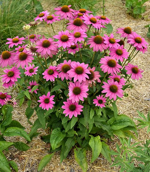 Echinacea purpurea 'Lakota rose'